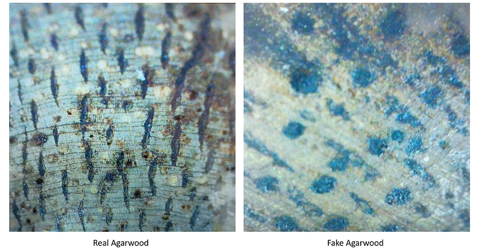 Real Agarwood vs Fake Agarwood 真和假沉香