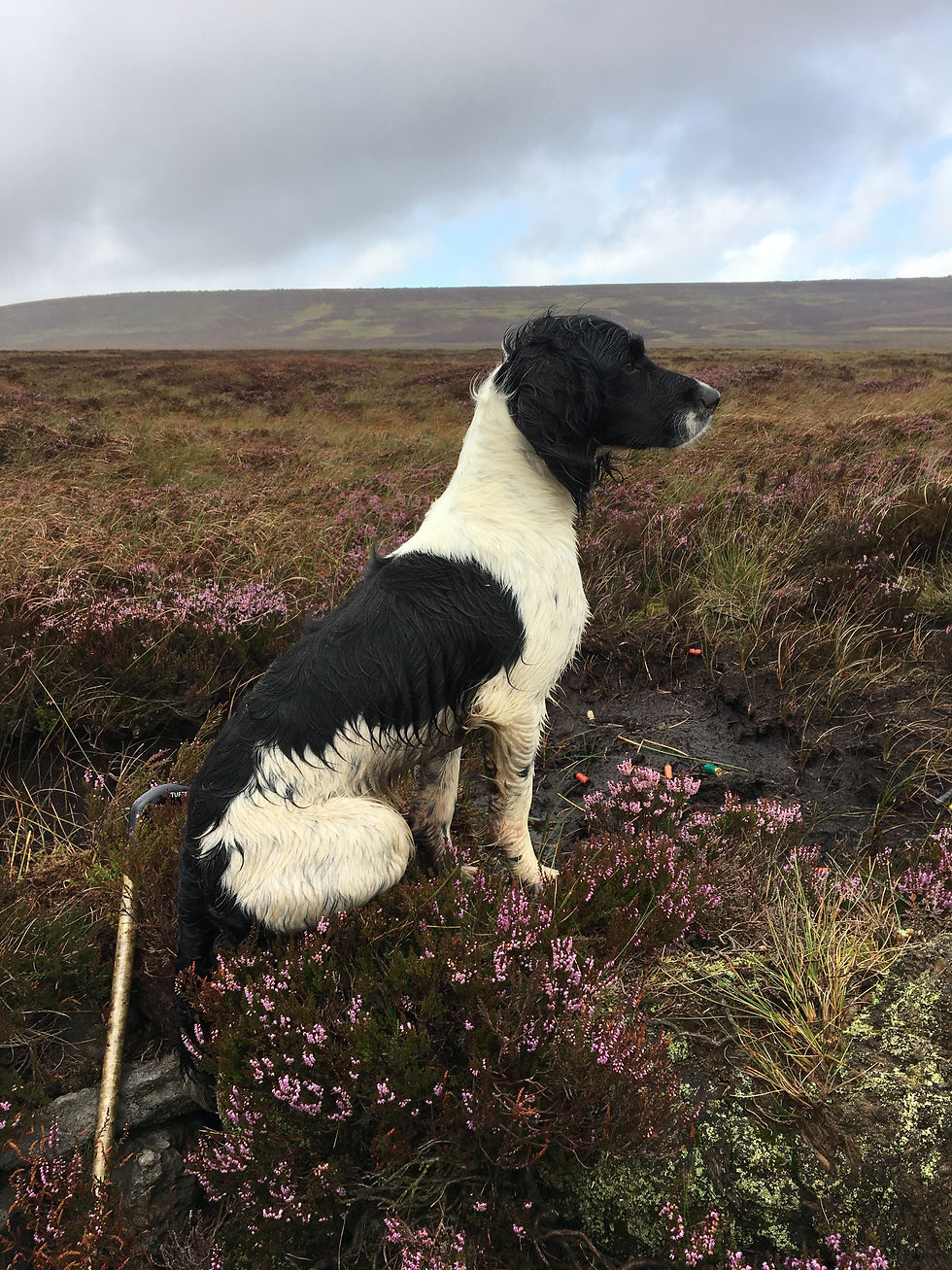 Dex on look out duties