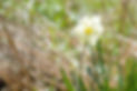 Thrive - Flower2.jpg