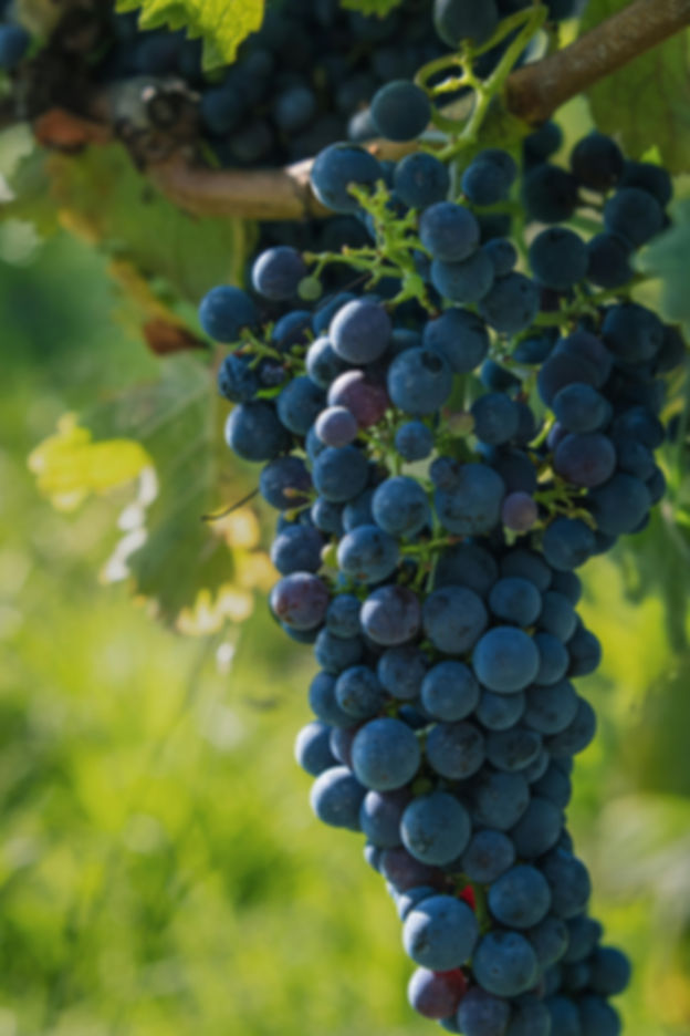 Ruta del Vino - Mendoza 4 días.