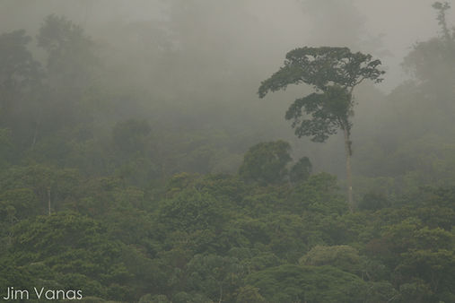 Bosque%20Las%20Brisas.jpg