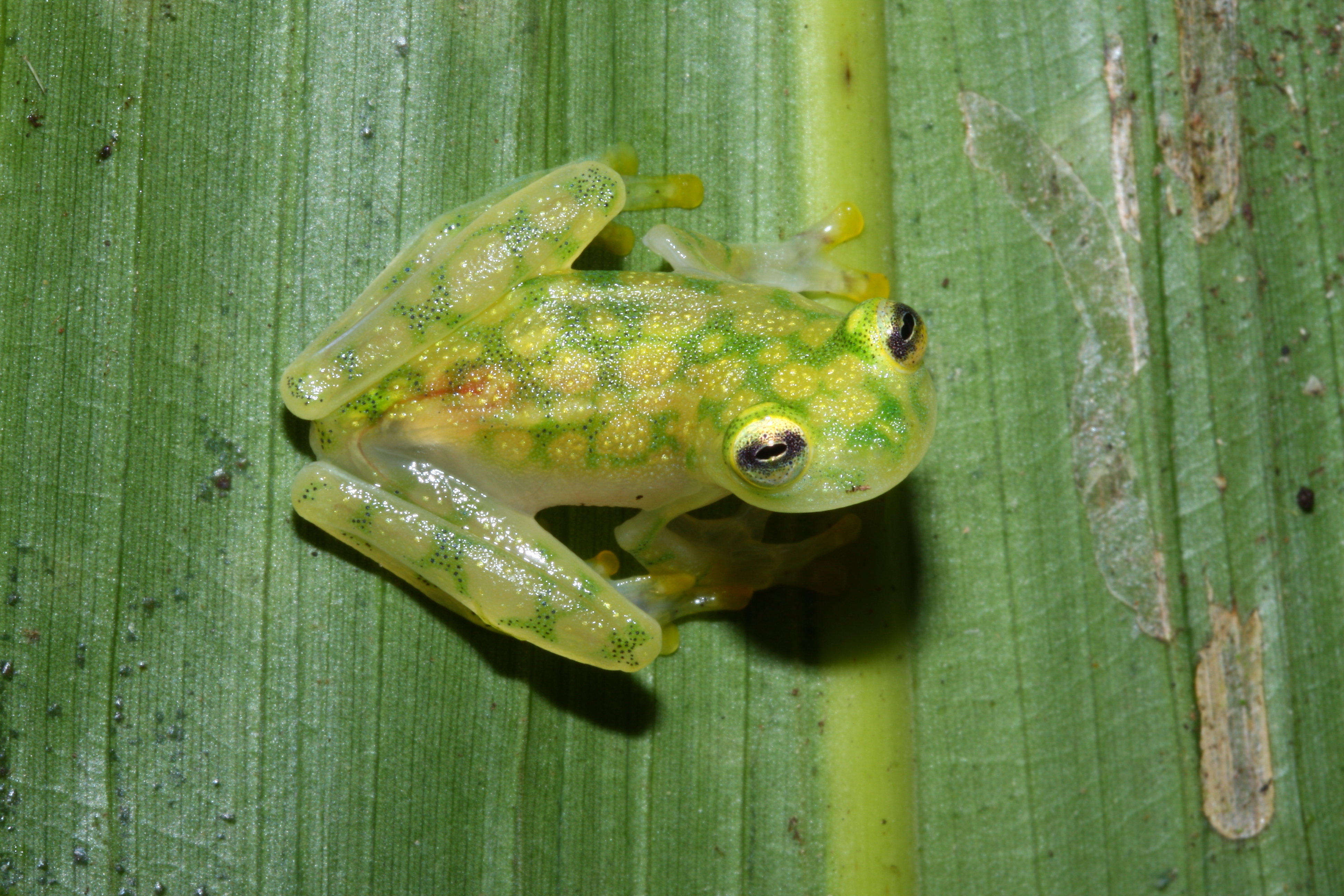 Hyalinobatrachium valerioi