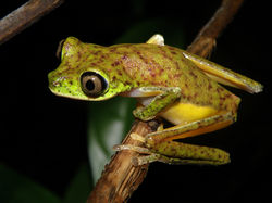 Hylomantis lemur