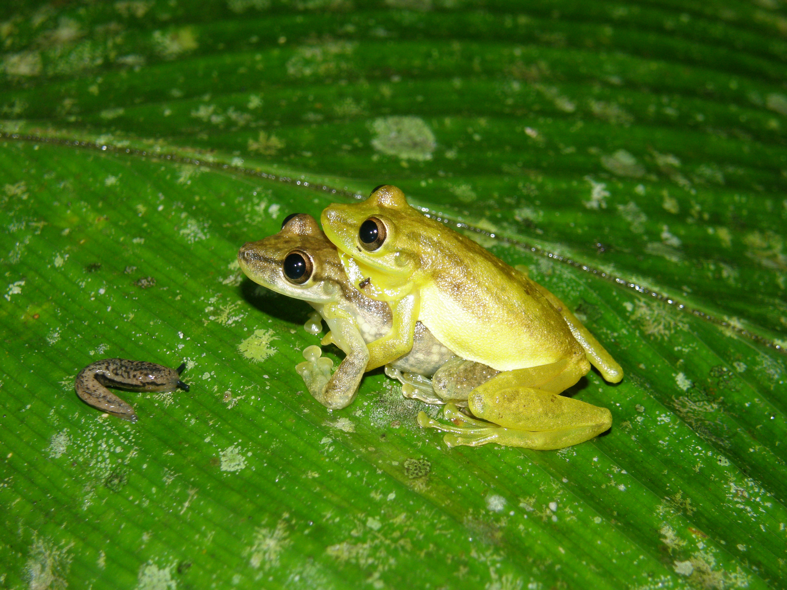 Scinax elaeochrous