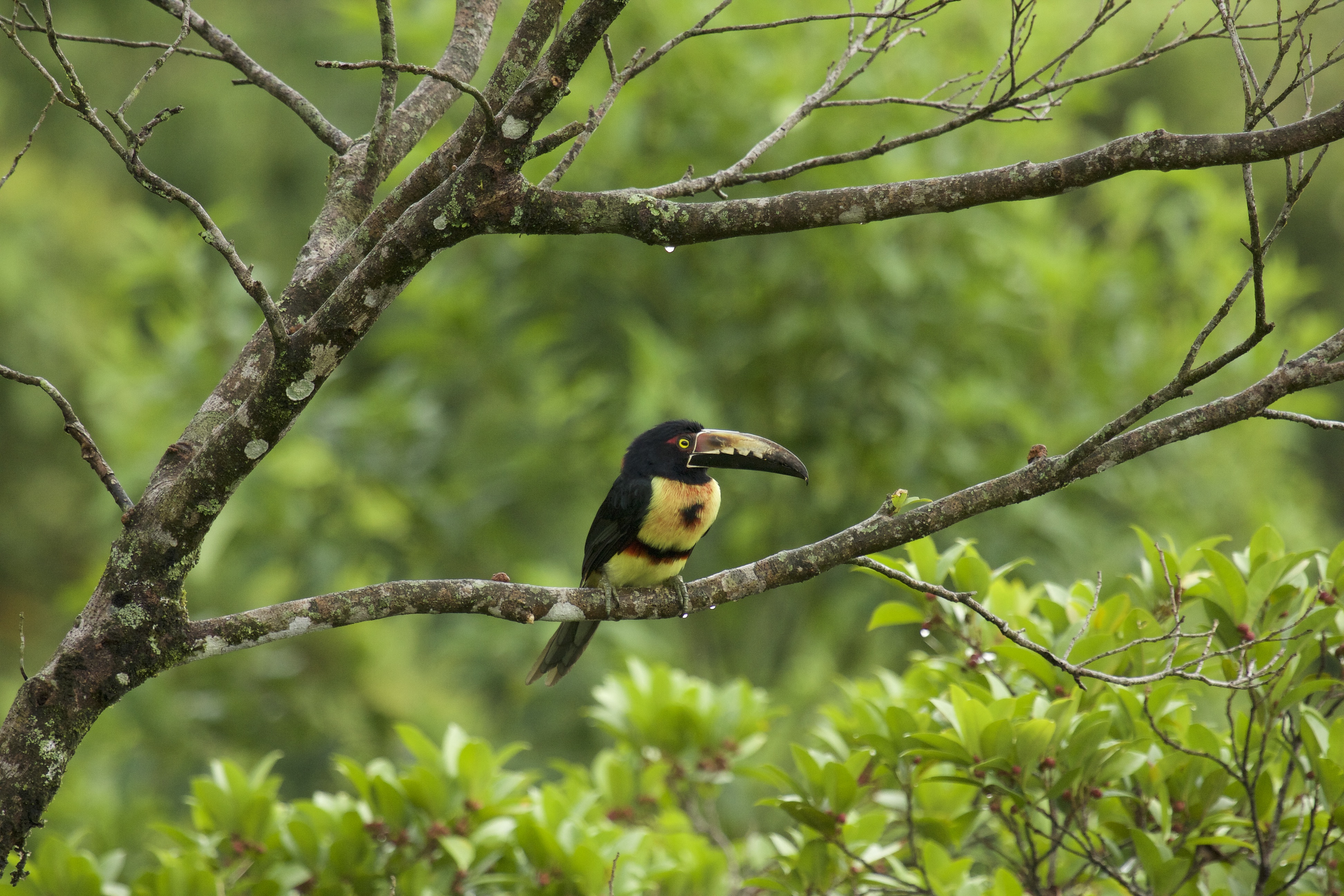 Collared Aracari
