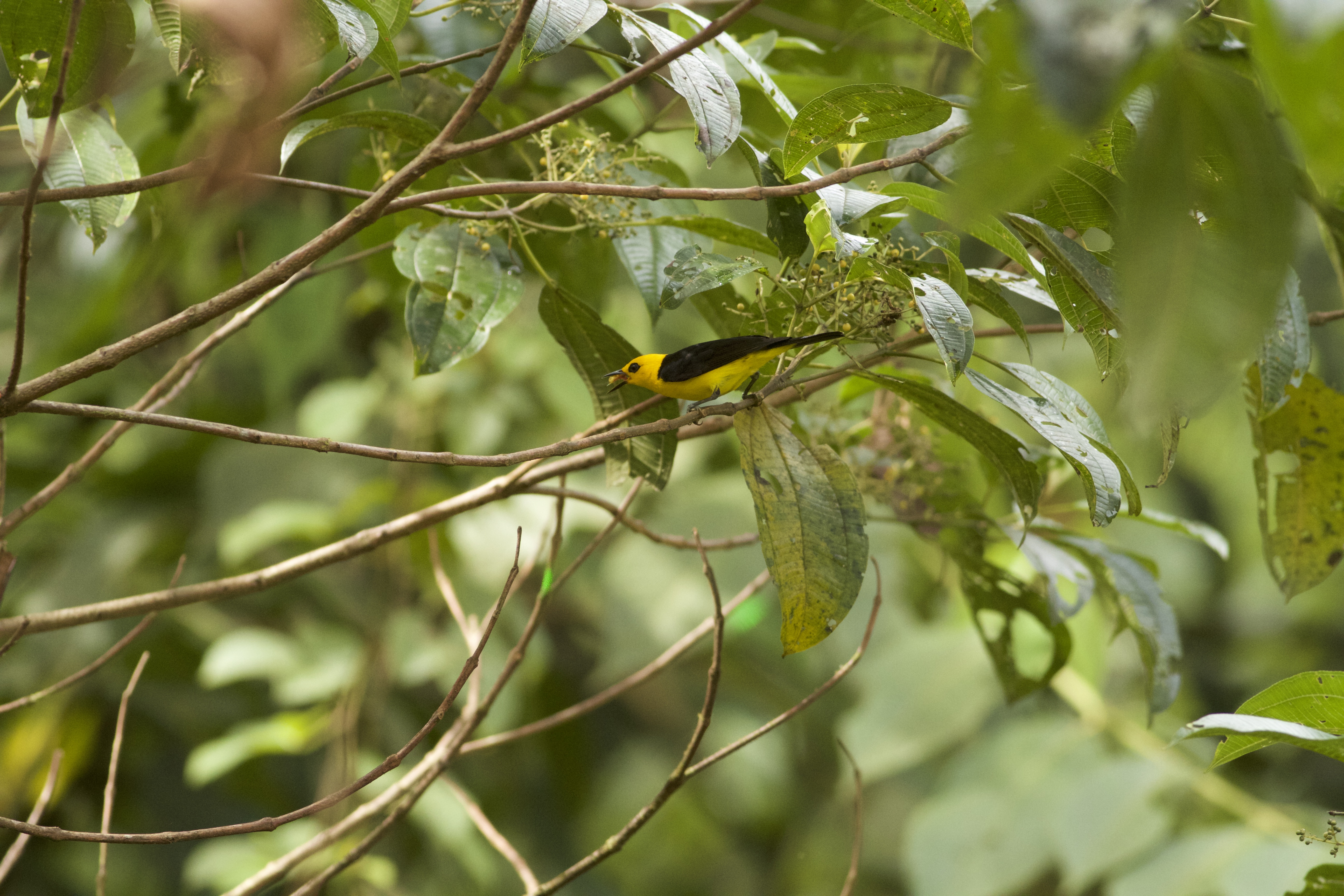 Black and yellow Tanager