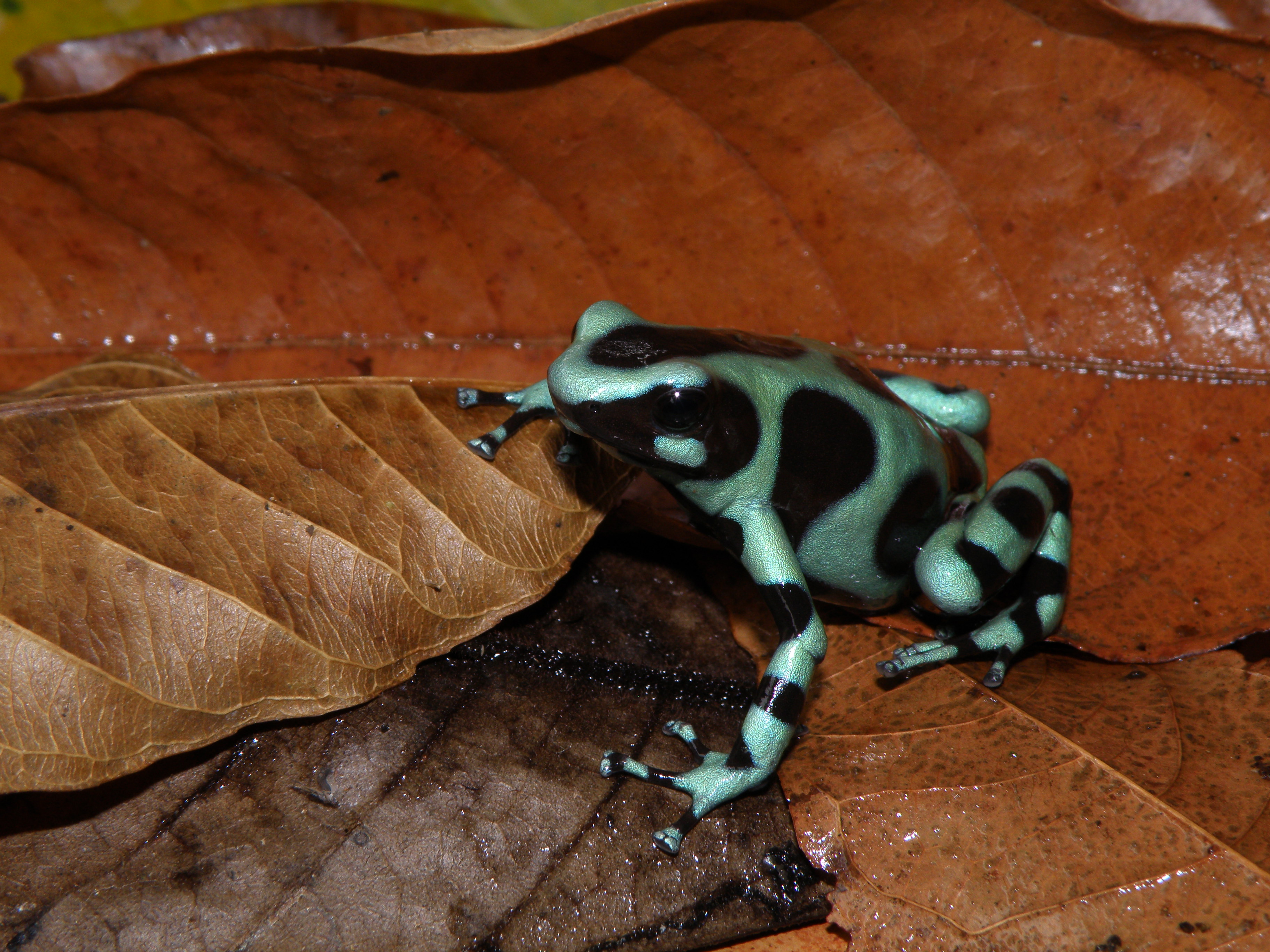 Dendrobates auratus