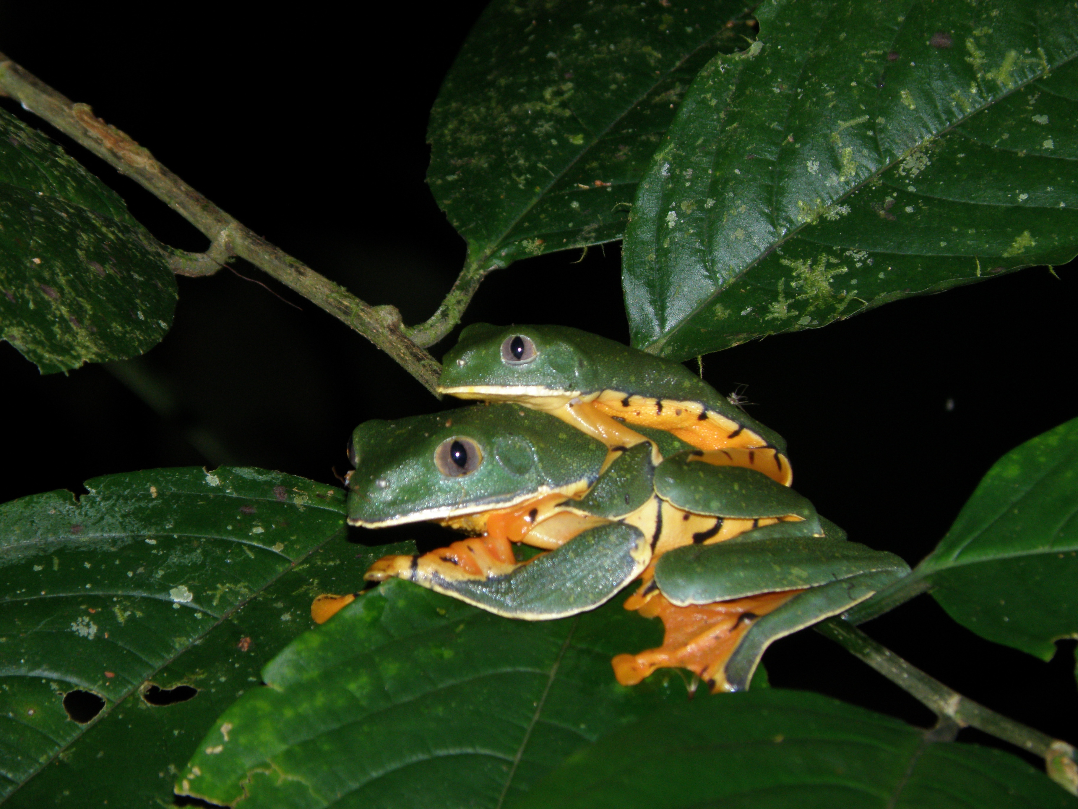 Agalychnis calcarifer