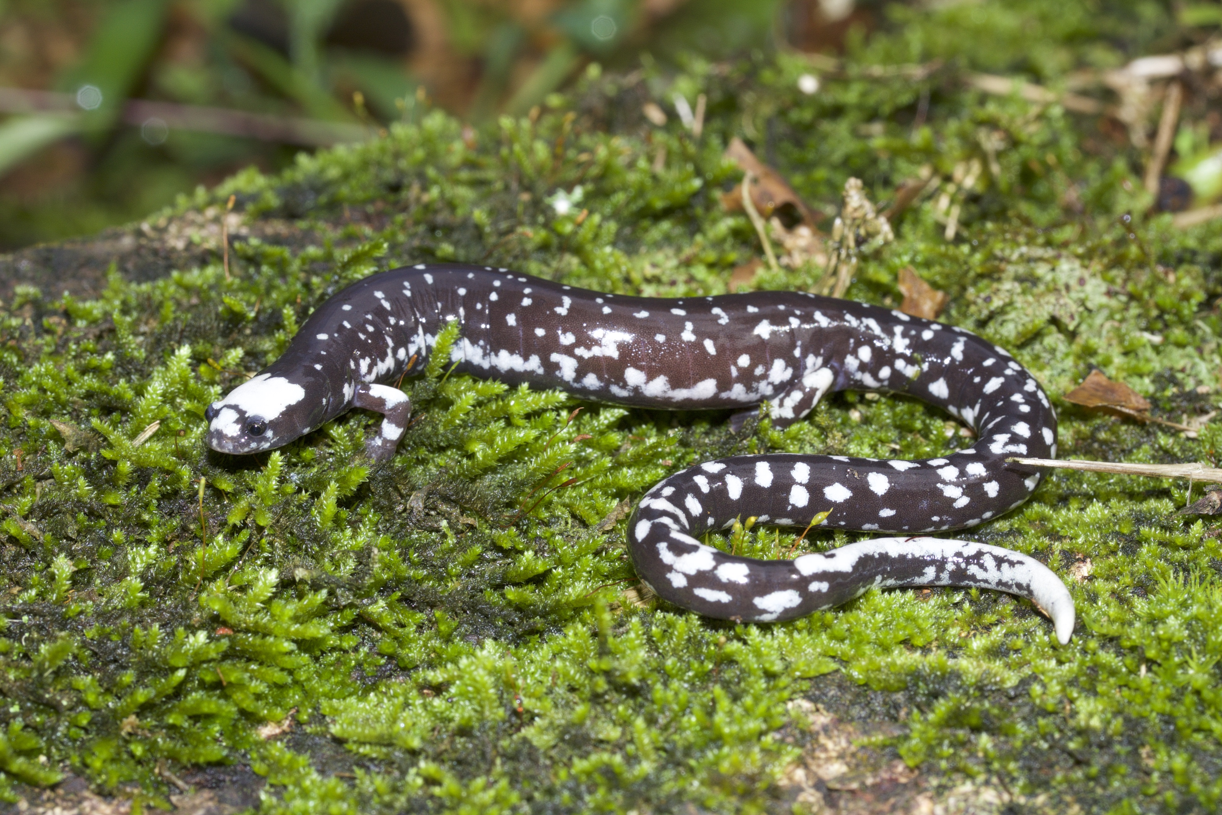 Oedipina carablanca