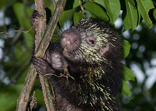 Las Brisas Nature Reserve | Costa Rica | Mammals