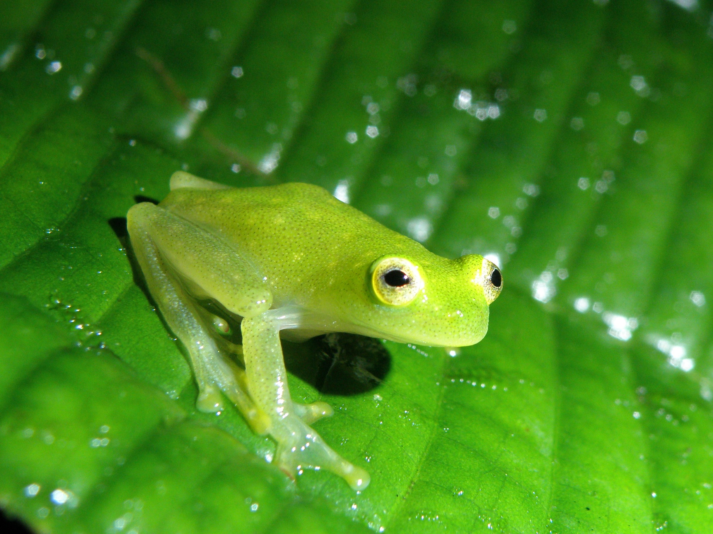 Hyalinobatrachium fleischmanni