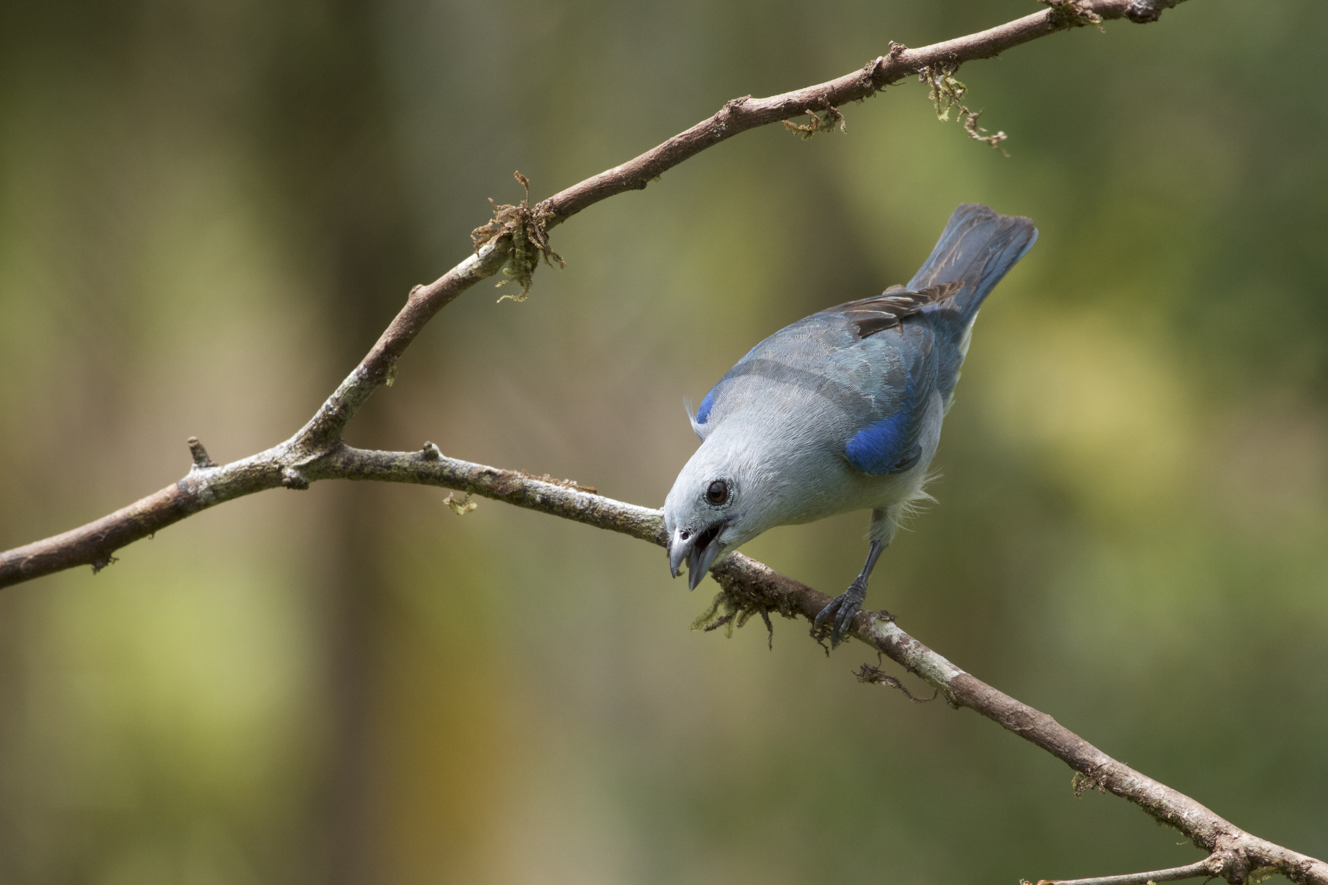 Blue-gray Tanager