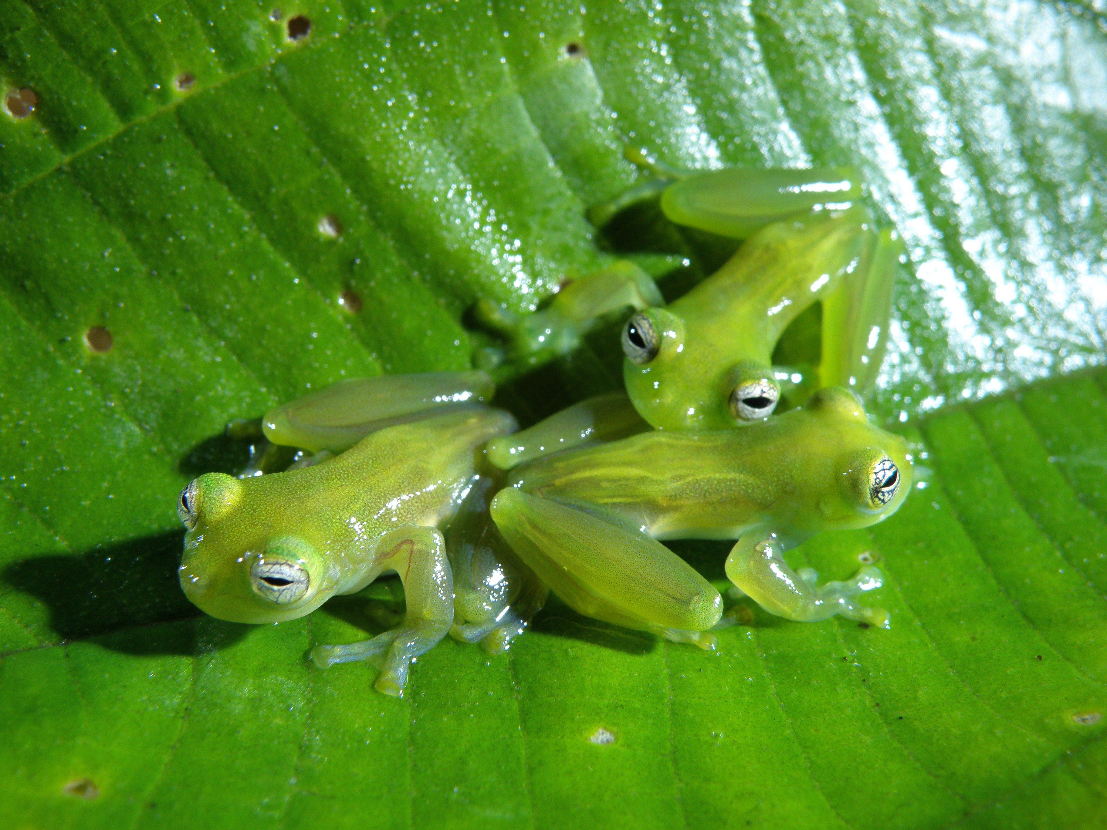 Teratohyla spinosa