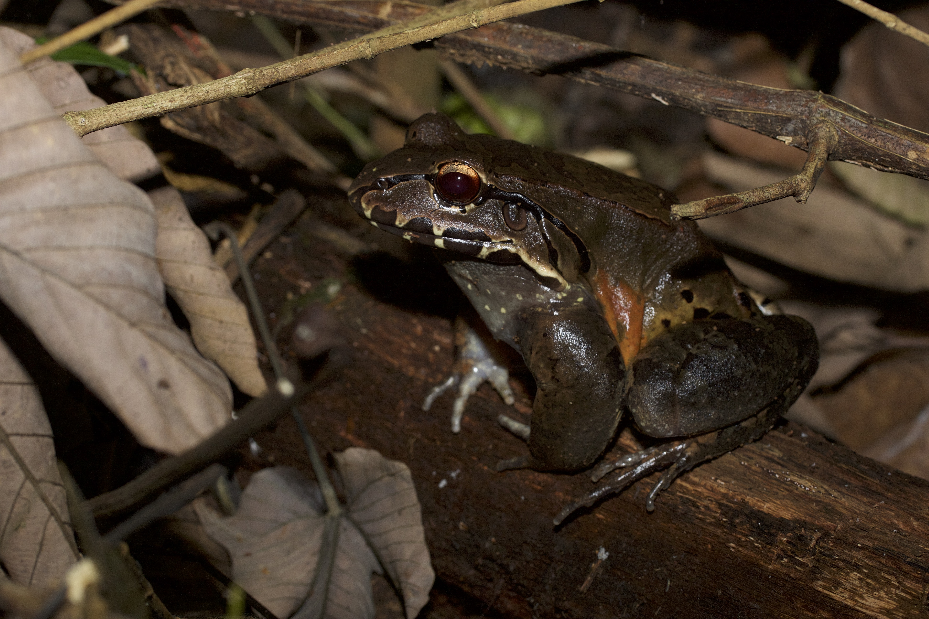 Leptodactylus savagei