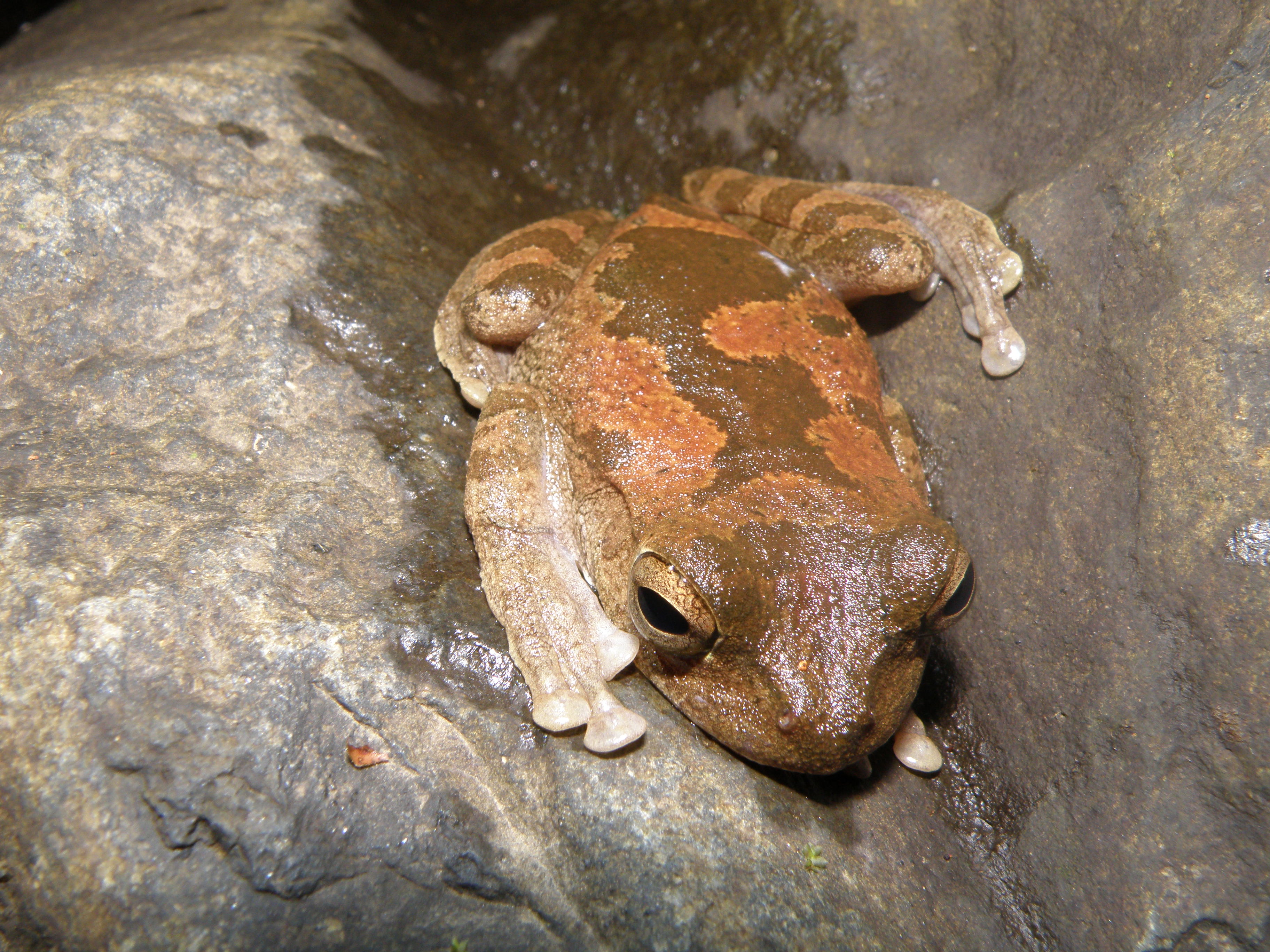 Smilisca sordida