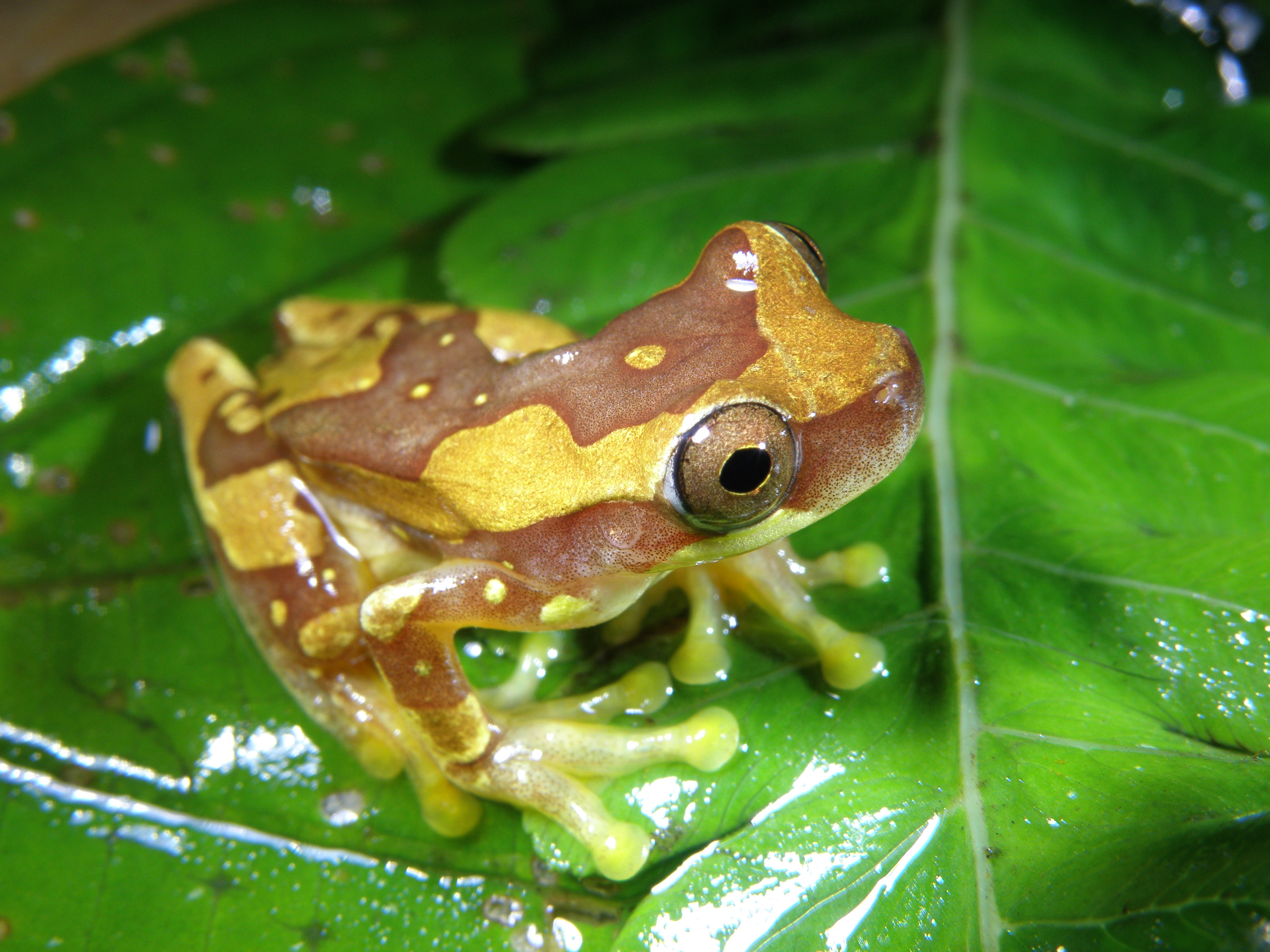 Dendropsophus ebraccatus