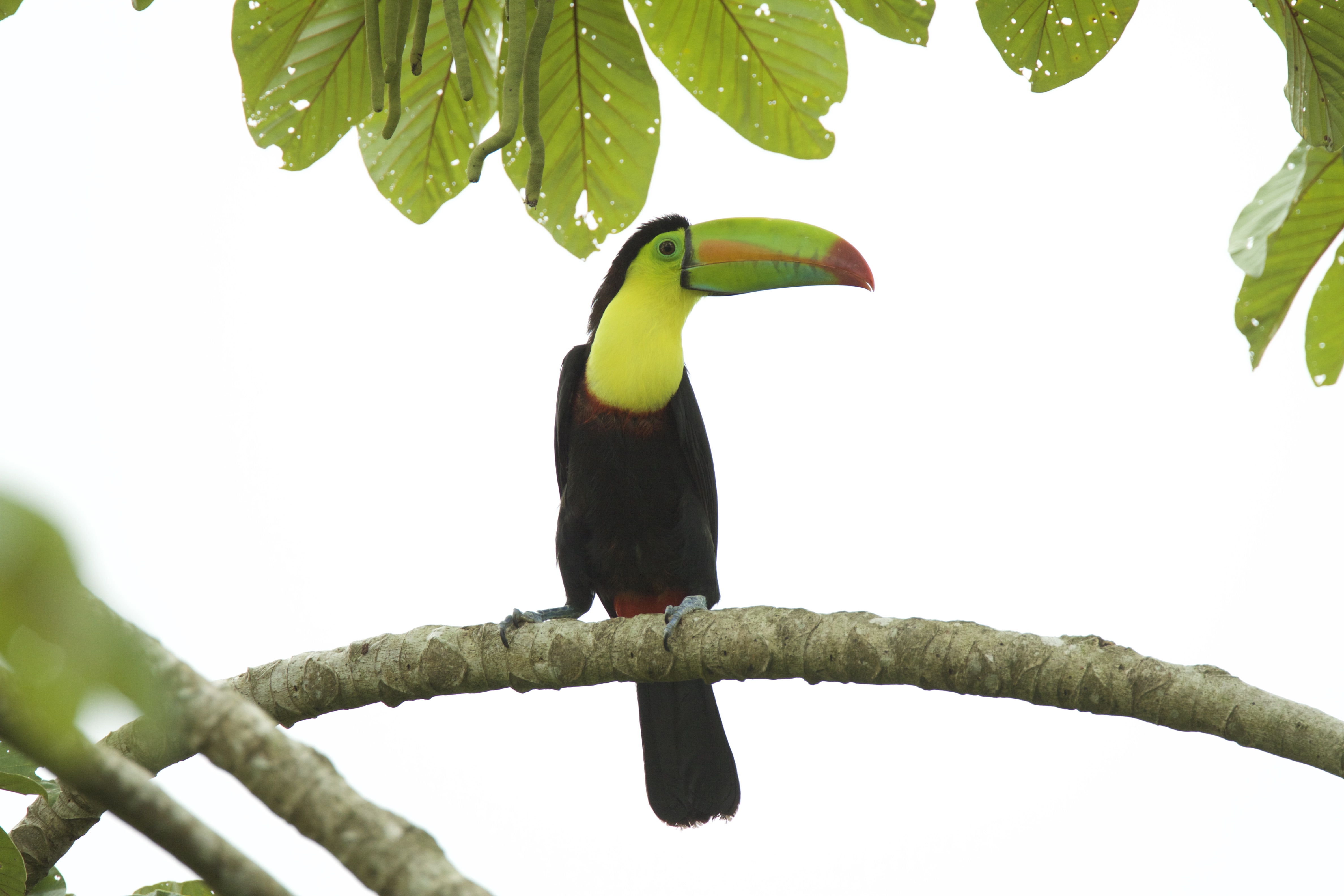 Keel-billed Toucan
