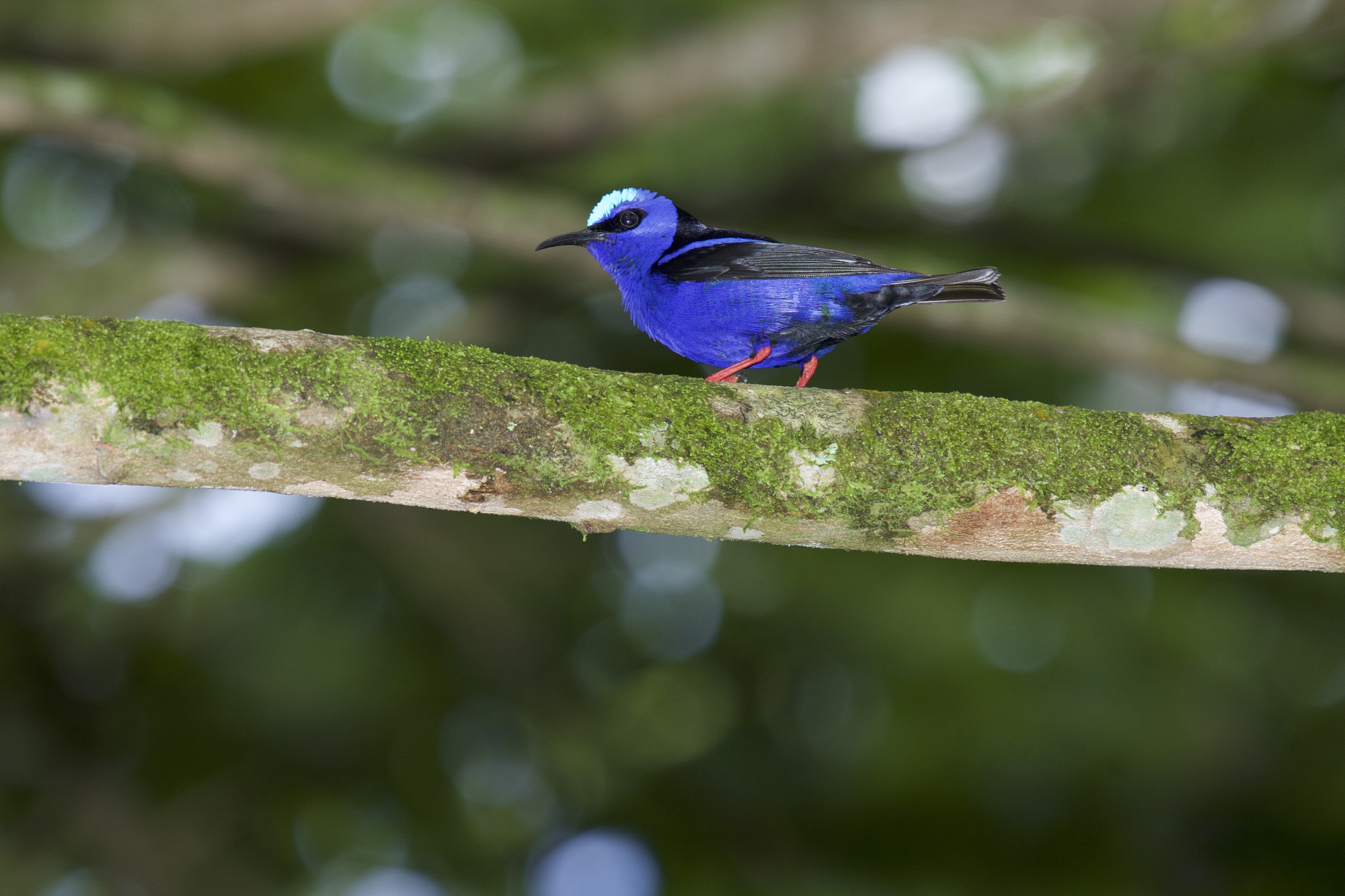 Red-legged Honeycreeper