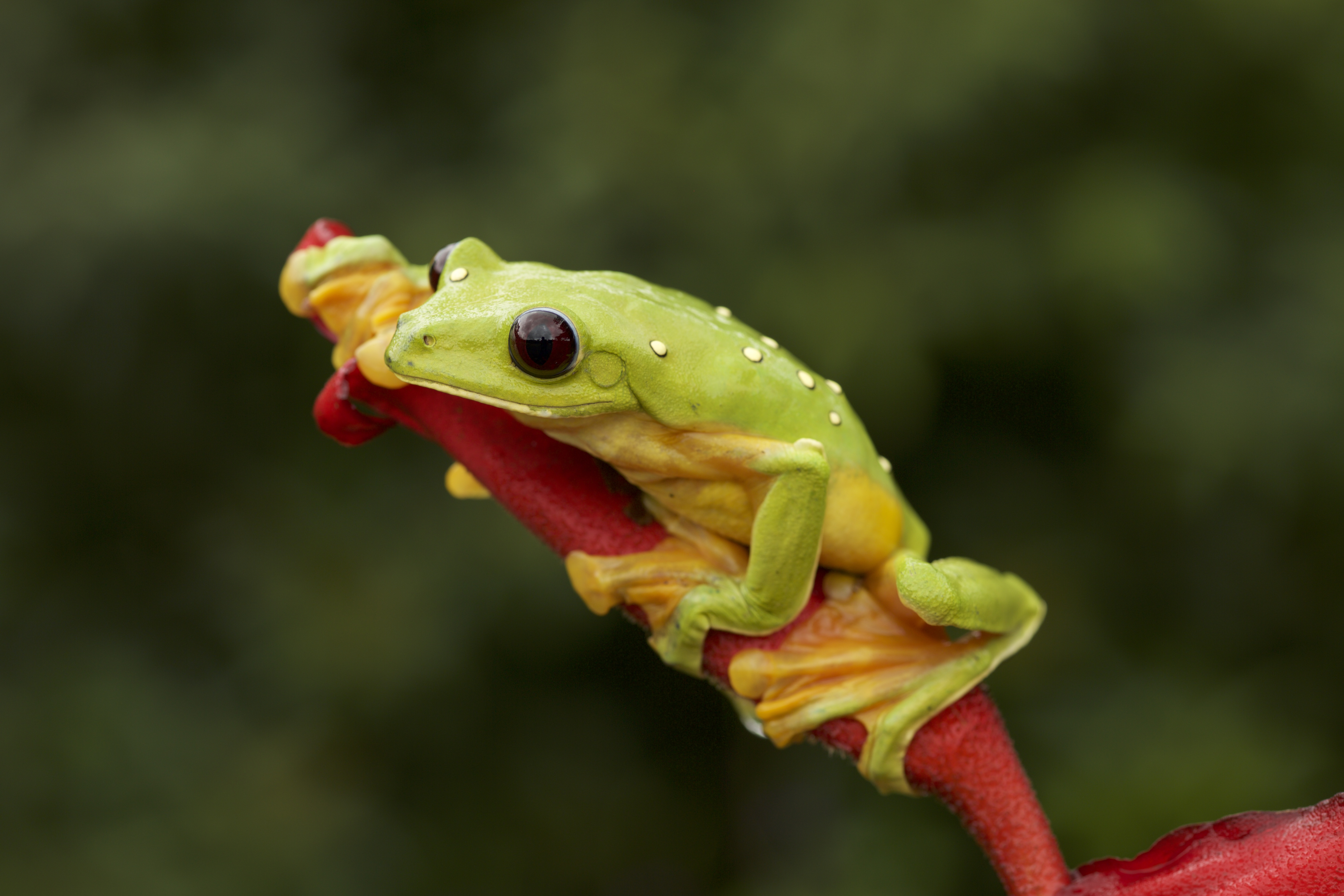 Agalychnis spurrelli