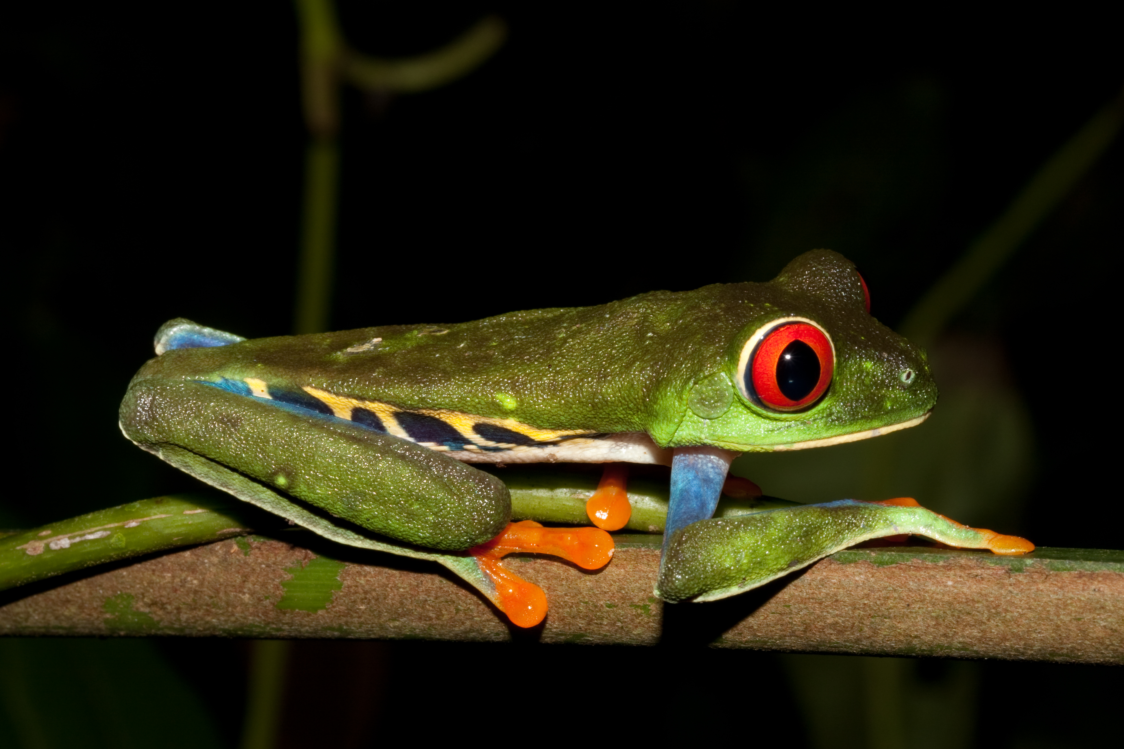 Agalychnis callidryas
