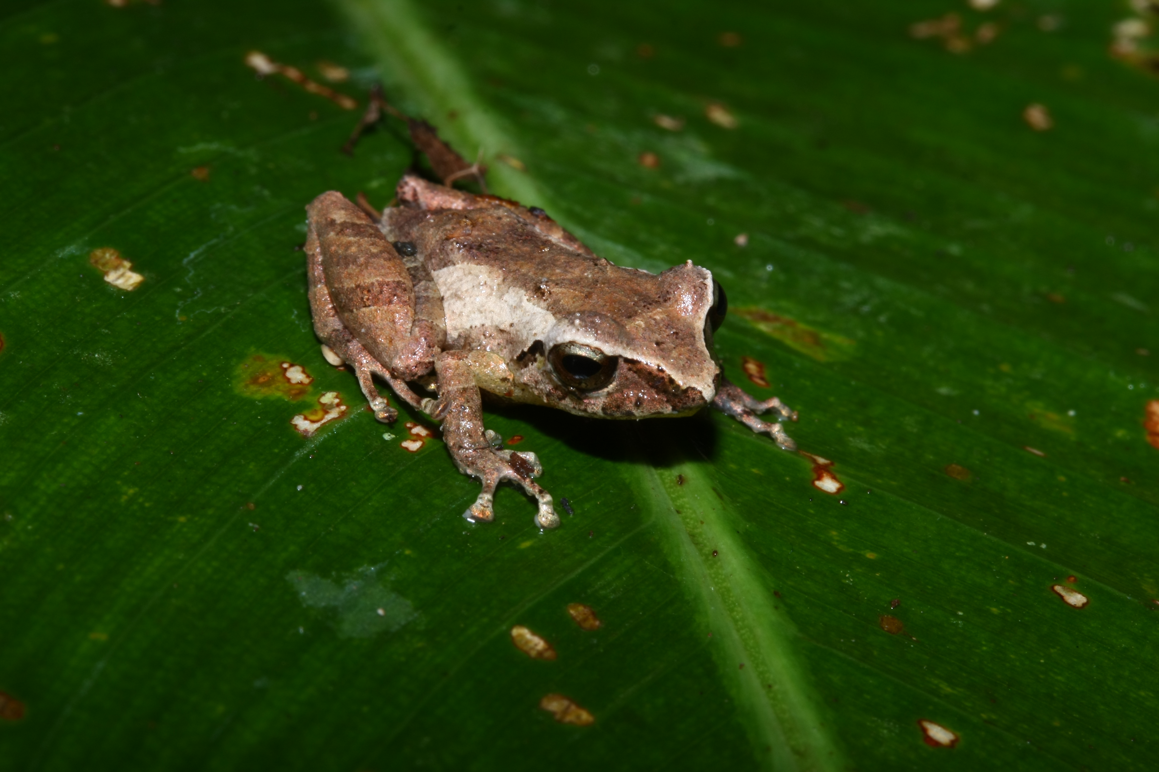 Pristimantis ridens