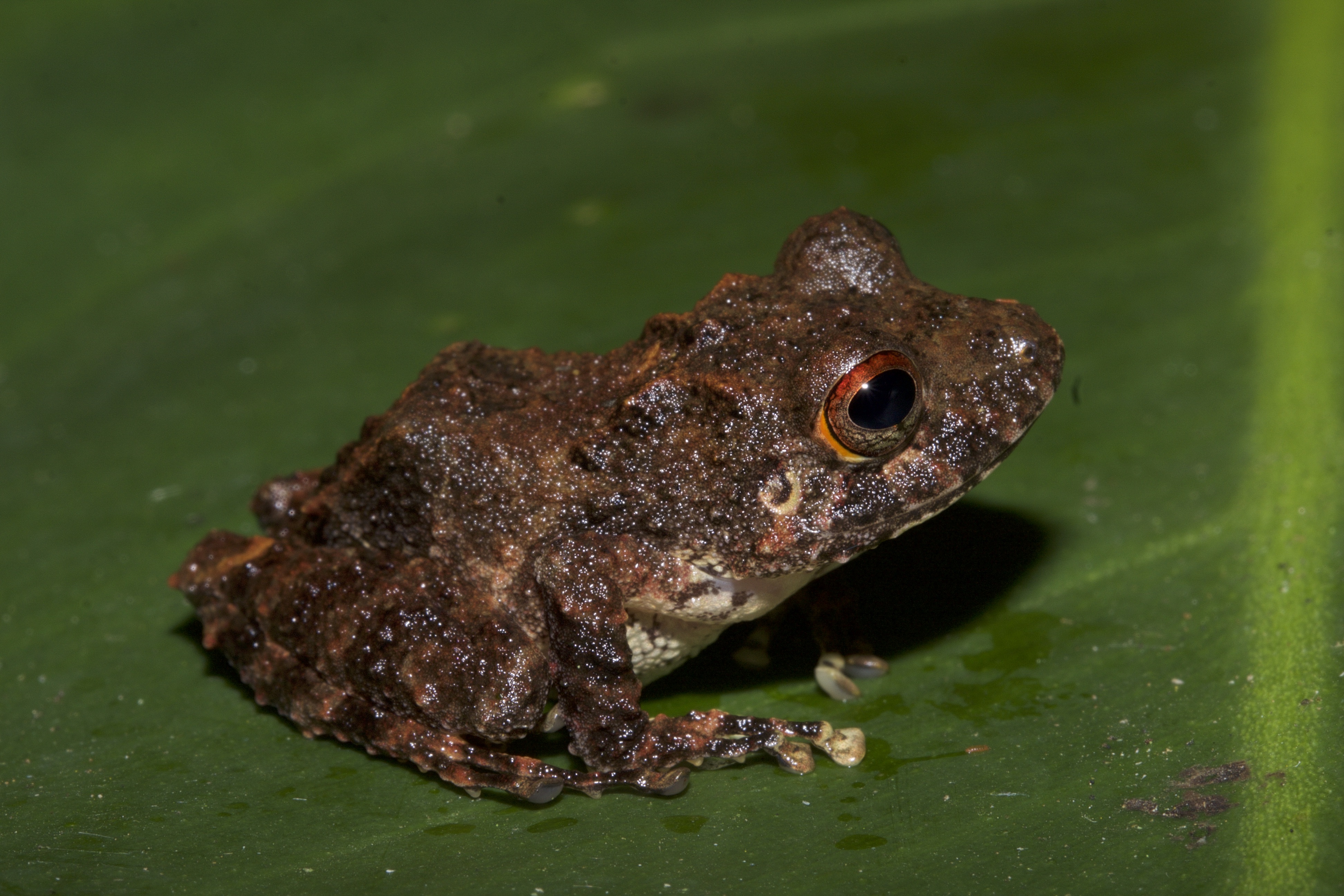 Pristimantis cerasinus