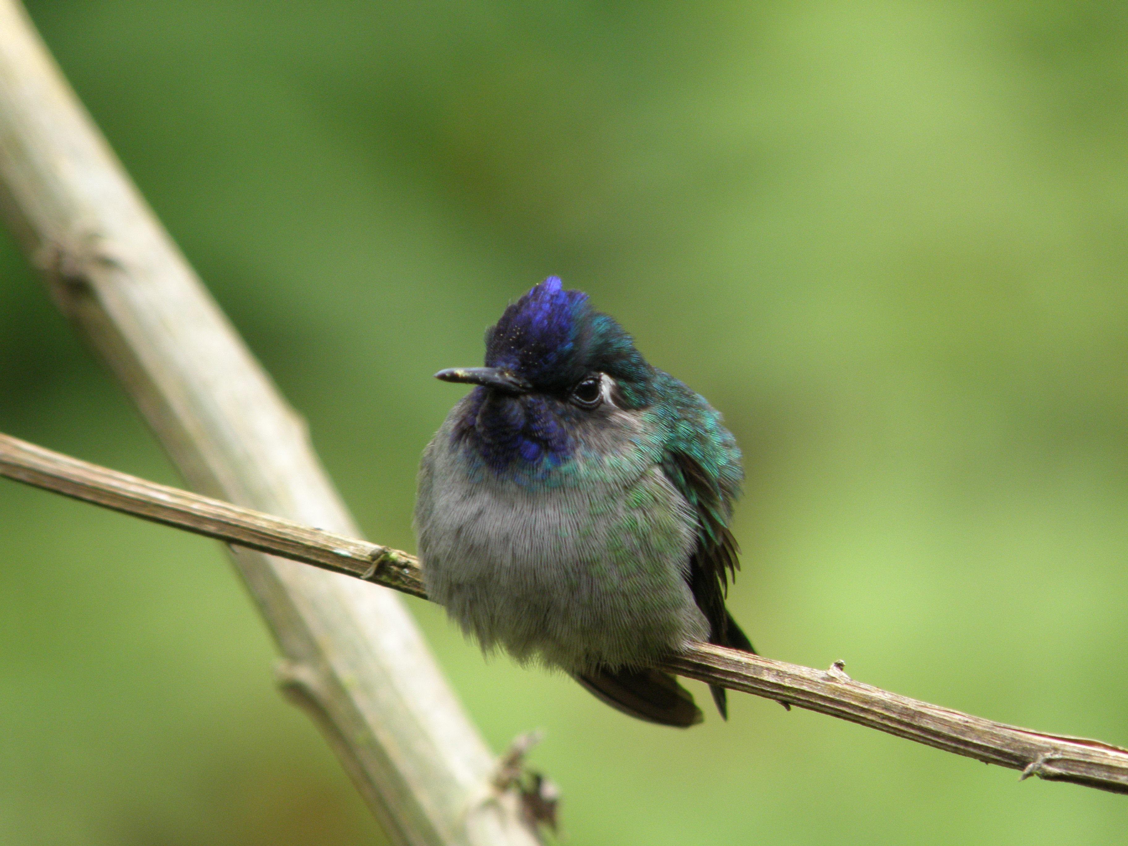 Violet-headed Hummingbird (10)