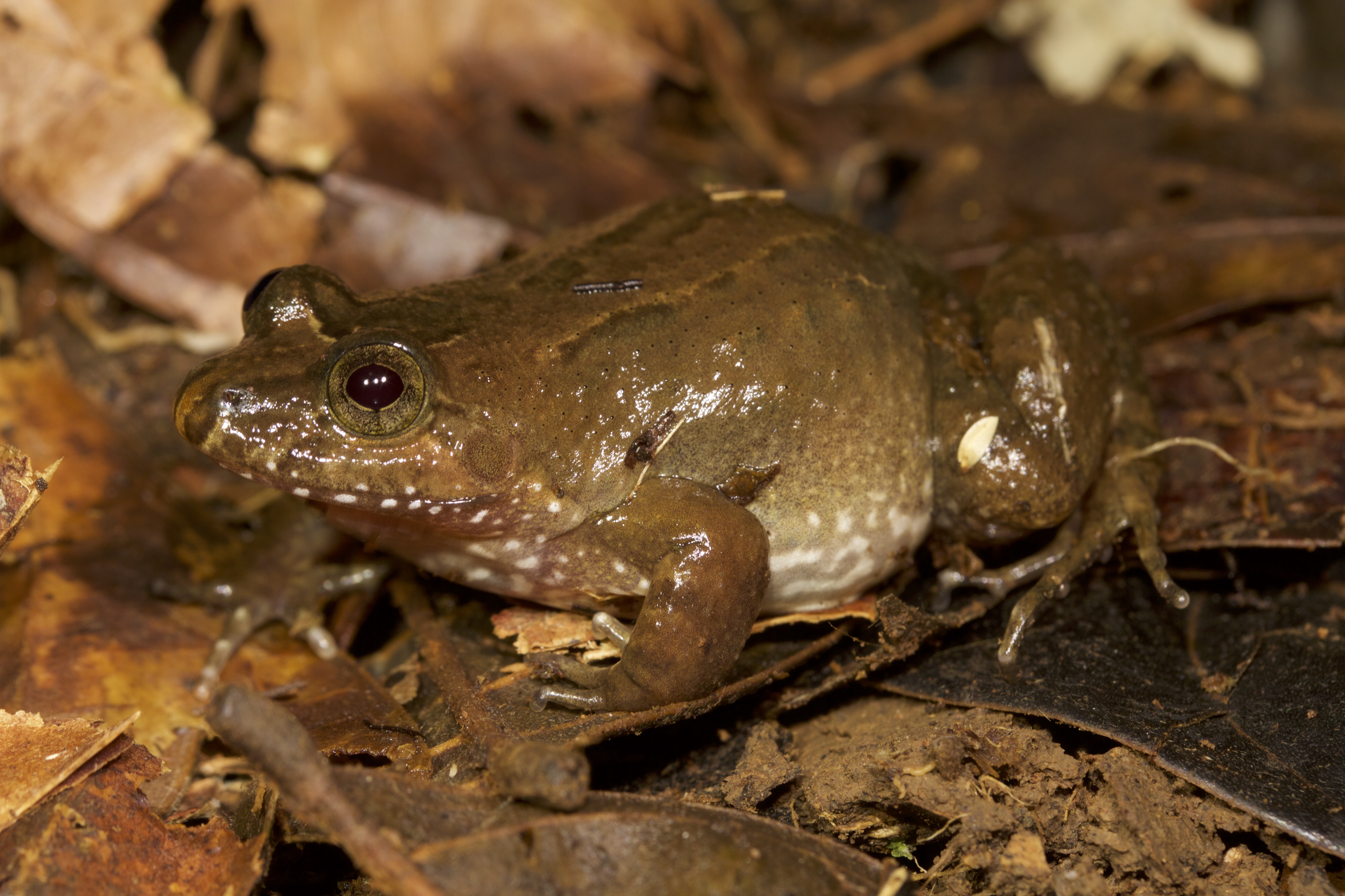 Leptodactylus melanonotus