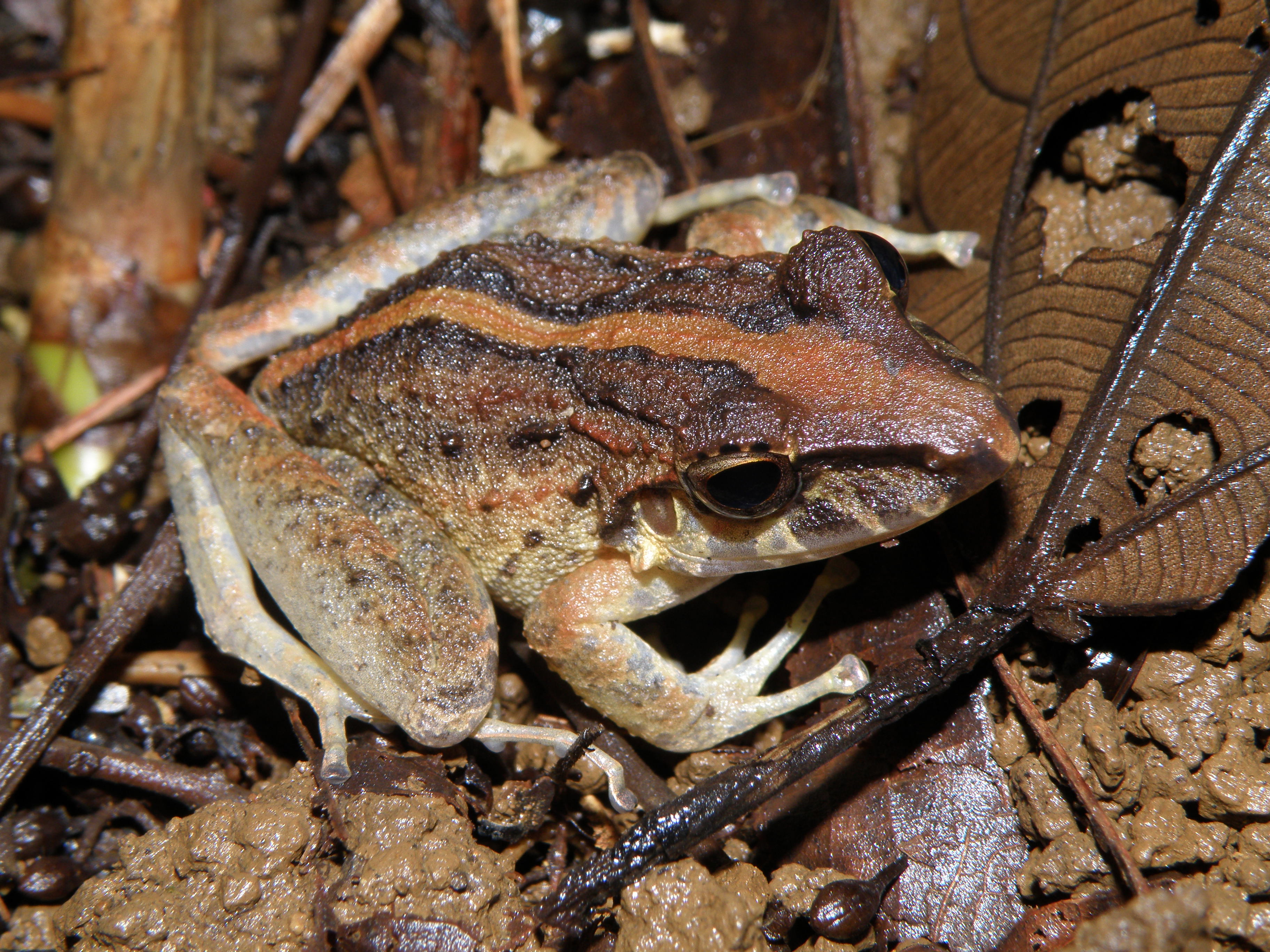 Craugastor fitzingeri