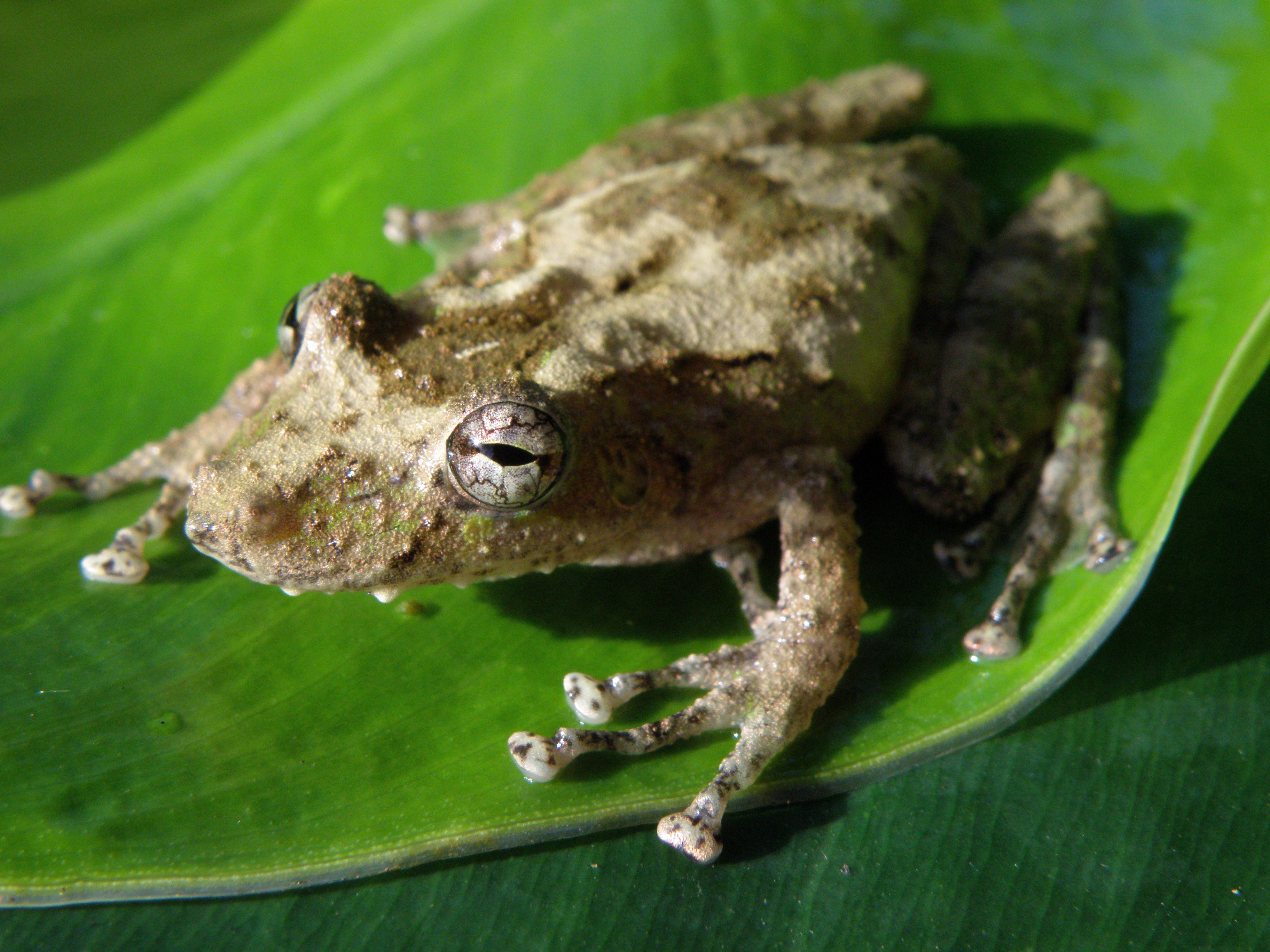 Scinax boulengeri