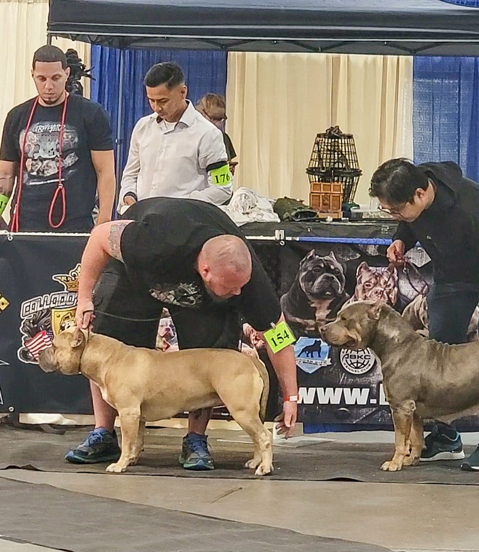 Another ABKC dog show