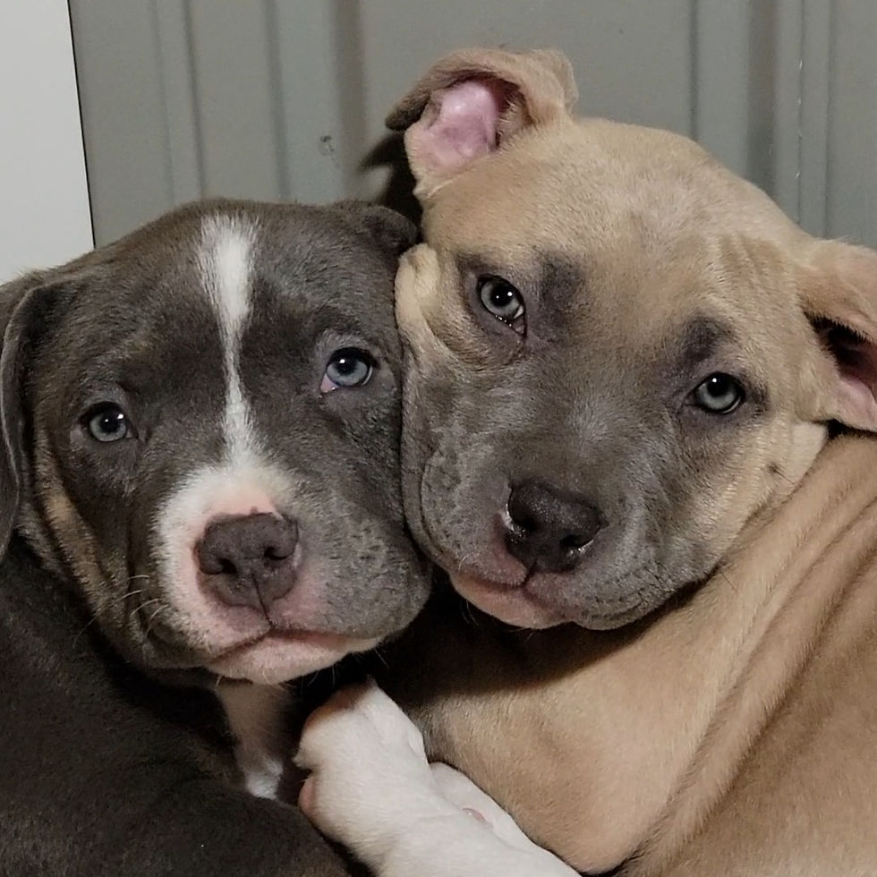 Tomato and her brother 8 weeks old