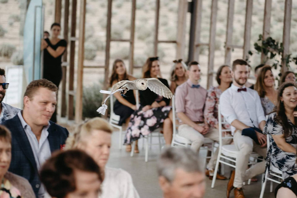 Luna the barn owl flying down a wedding aisle with the rings