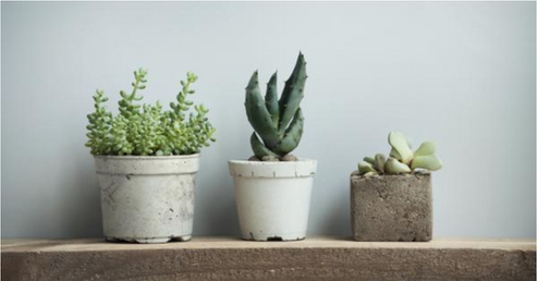 Tres plantas diferentes en un estante para ejemplificar la diversidad.