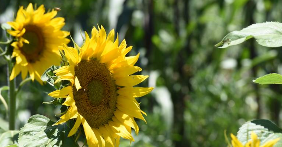 Dos girasoles que simbolizan la vitalidad y el estímuno que un educador puede dar a sus estudiantes