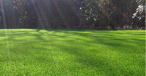Imagen de un parge con un hermoso césped fresco y verde y prolijamente cuidado