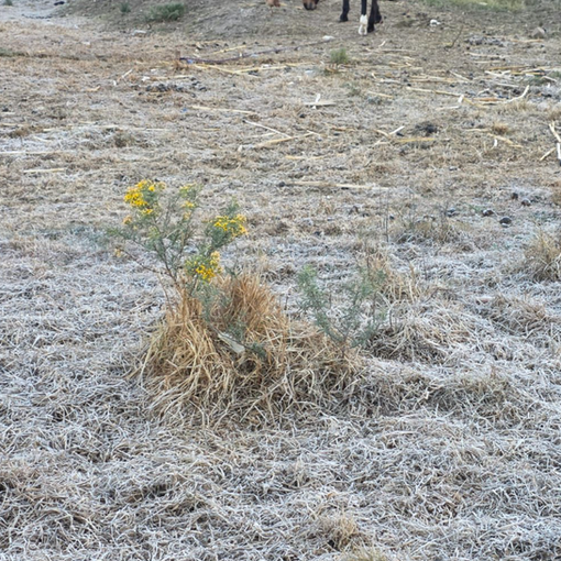  Increíble..!! Galeana  amanece helada