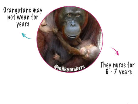 Some orangutans breastfeed their babies for over 8 years 🙉