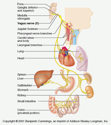 vagus-nerve.gif