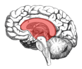 Der Autopilot Achtsamkeit Blog