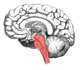 Der Autopilot Achtsamkeit Blog
