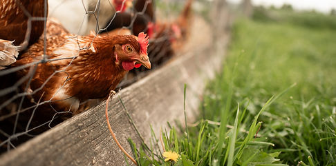 Barrie-Collingwood-Family-Photographer-Hillary-West-Photography-Rewilding-Spring-Nature-Ba