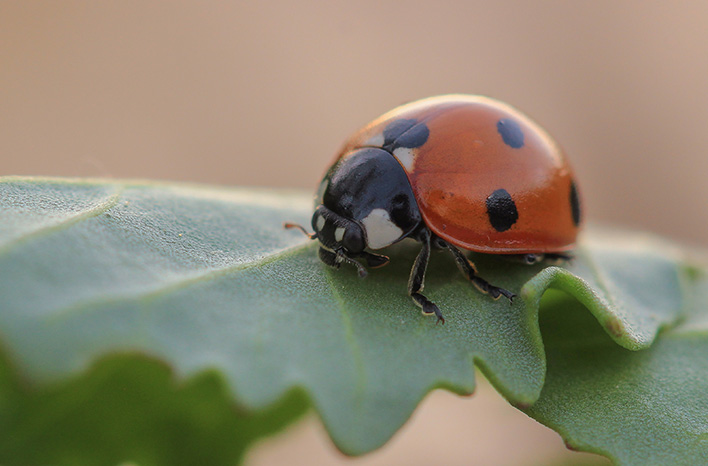 "The Ladybug Garden," by Isadora C.