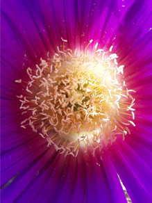 Mick - 43 - Aspendale Beach