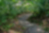 chemin de la savanne à mulet pour monter à la Soufrière