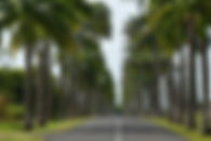 l'allée Dumanoir en Guadeloupe