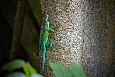 Gecko en Guadeloupe