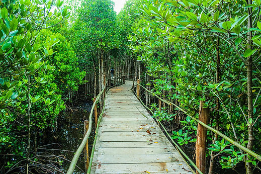 Mangrove en Guadeloupe
