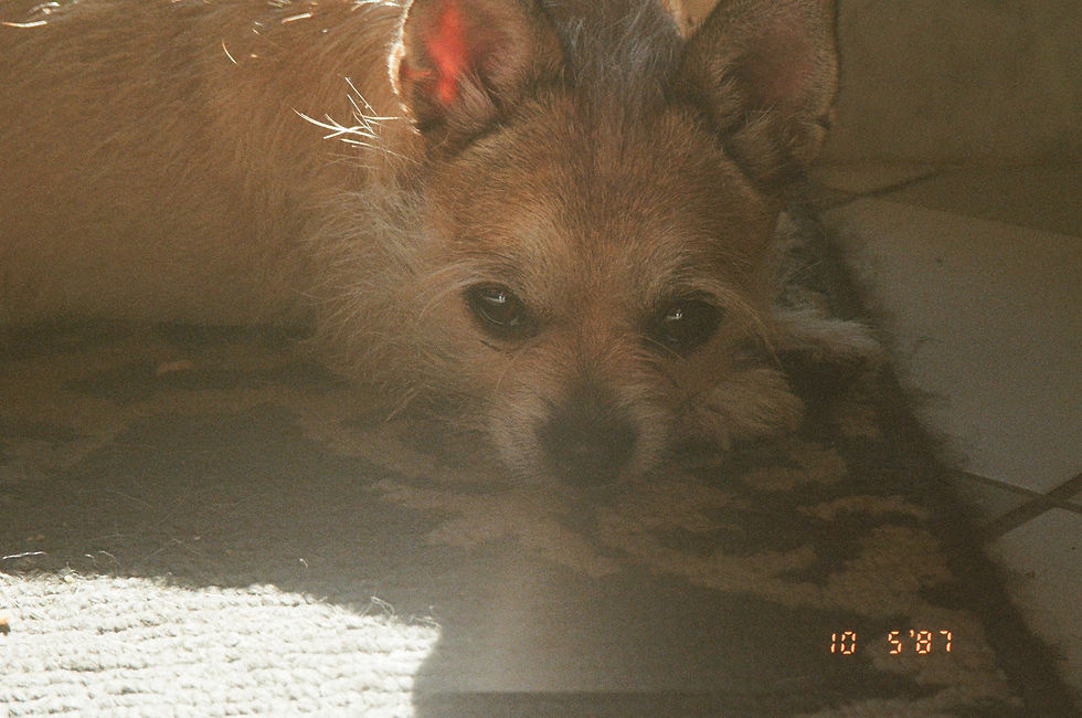 A chihuahua laying on the floor and staring at the camera. Backlit by the sun
