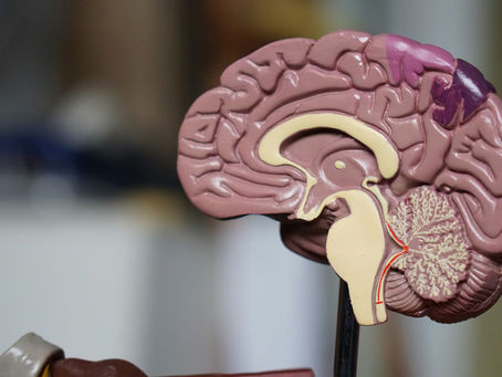 El Cerebro Humano: La MƔquina mƔs Compleja del Universo